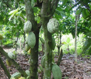 nigeria-cocoa-farmer-11