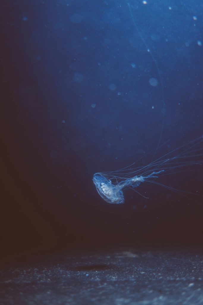 A jellyfish in the deep ocean