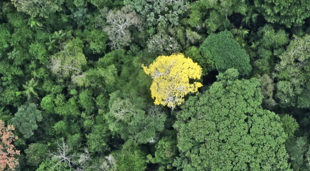 A photograph of a dense forest canopy, mostly made up of rich green foliage. Among the sea of green trees, one tree stands out prominently in bright yellow, creating a striking contrast. 
