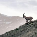 A mountain goat stood looking downhill on a mountain, large mountain visible in the background.