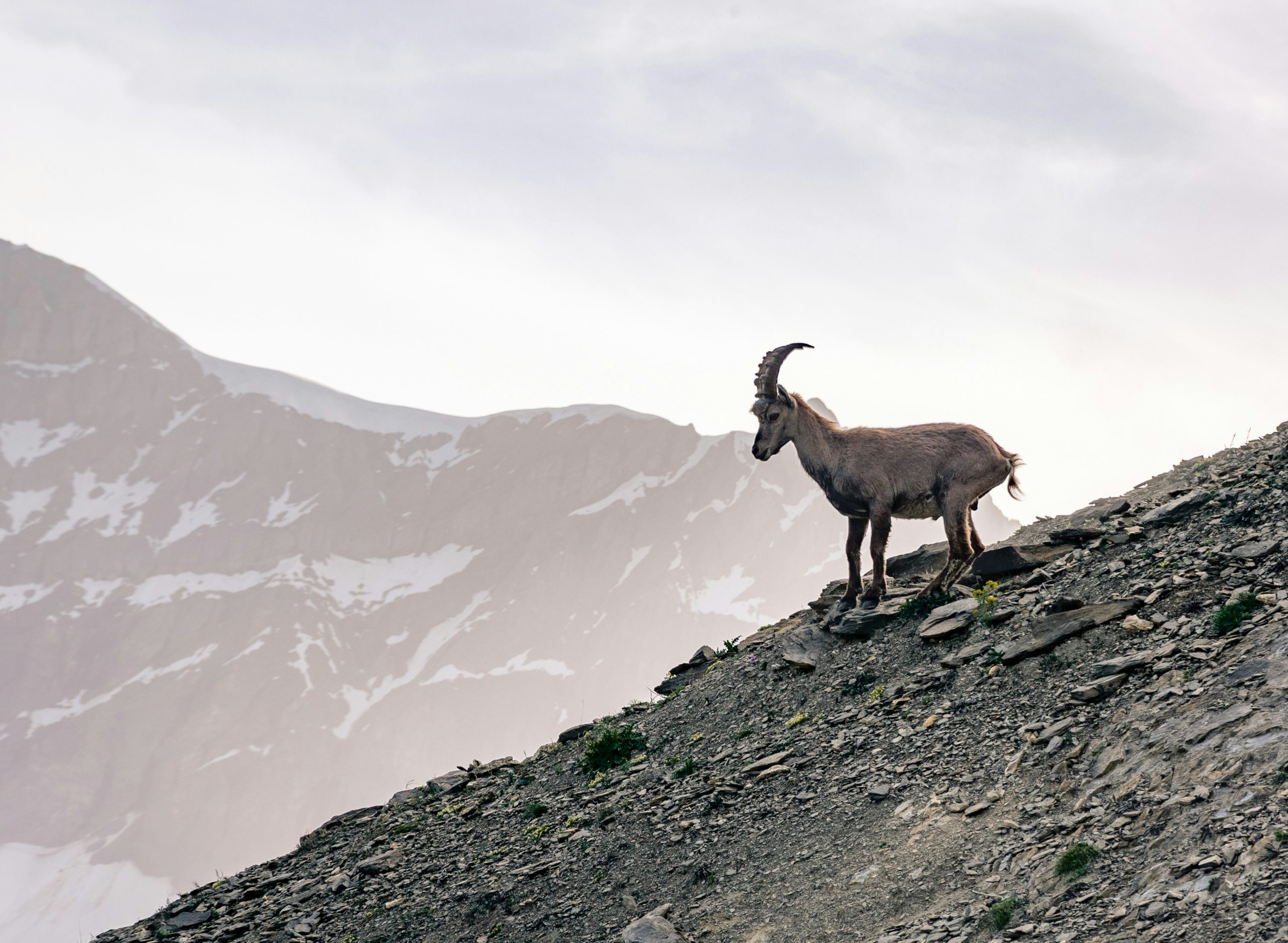 A mountain goat stood looking downhill on a mountain, large mountain visible in the background.