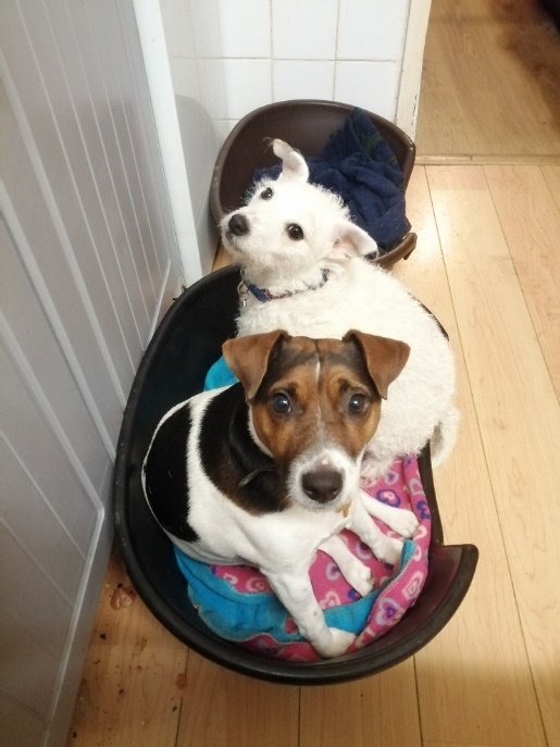 Annette's dogs Molly and Bramley