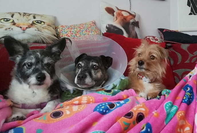 Murphy, Roisin and Mimi the dogs