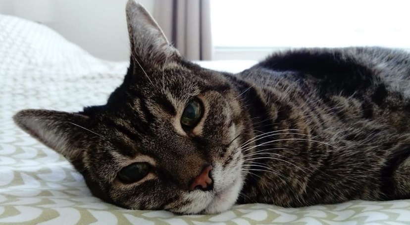 A photo of Mini, Lucy's cat