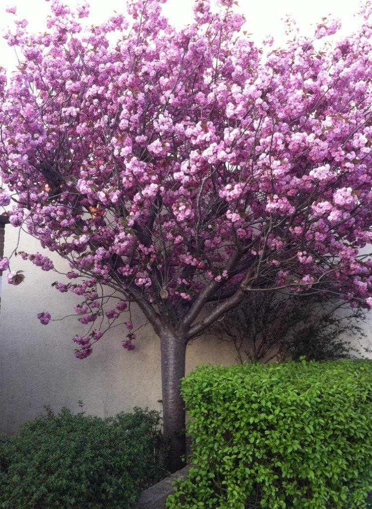 A pink blossom tree in bloom.