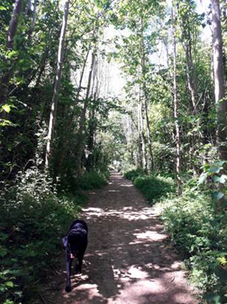 A black dog walking in the woods