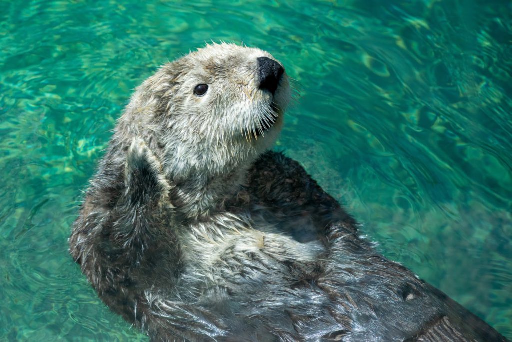 Otter floating in water